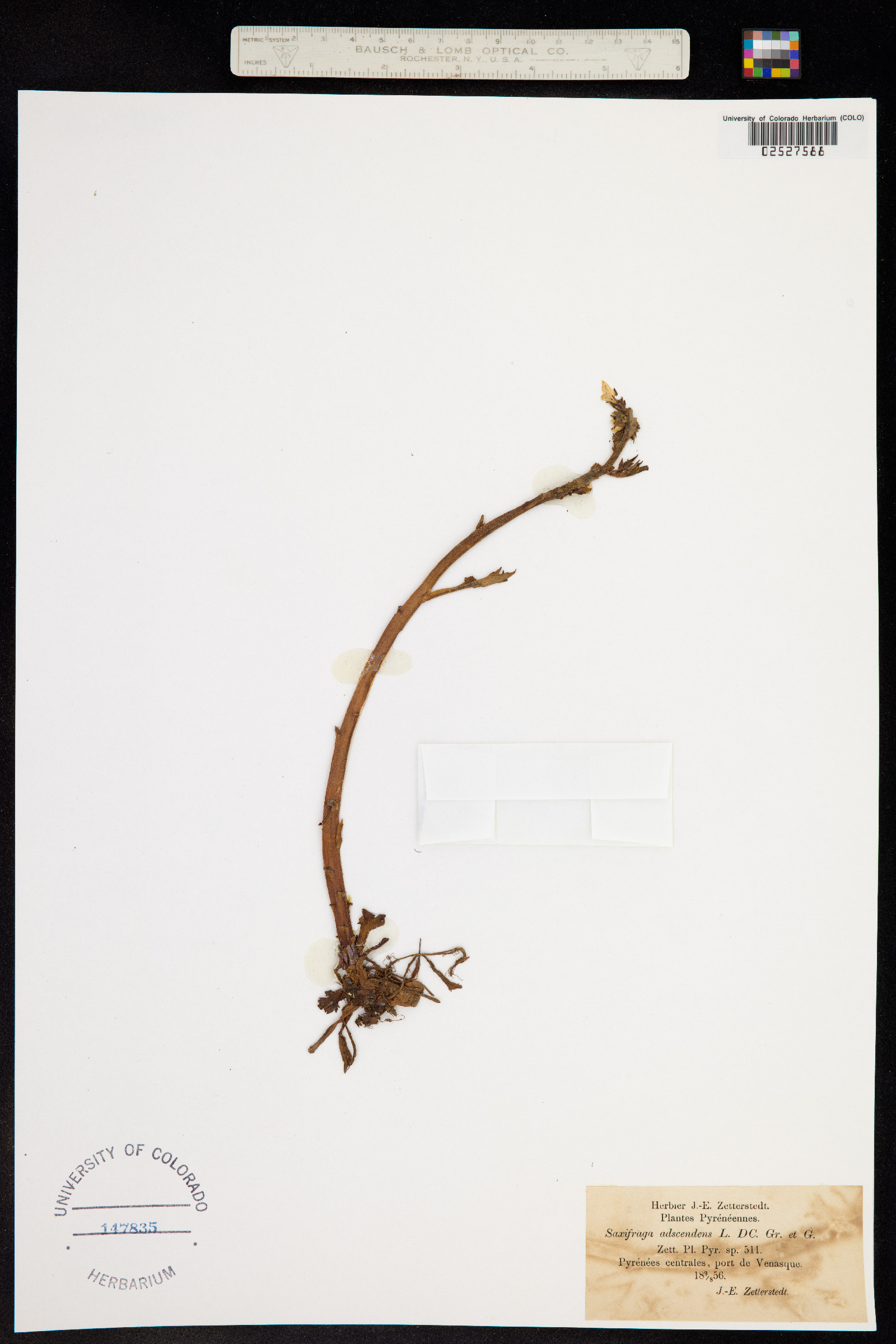 Saxifraga adscendens image