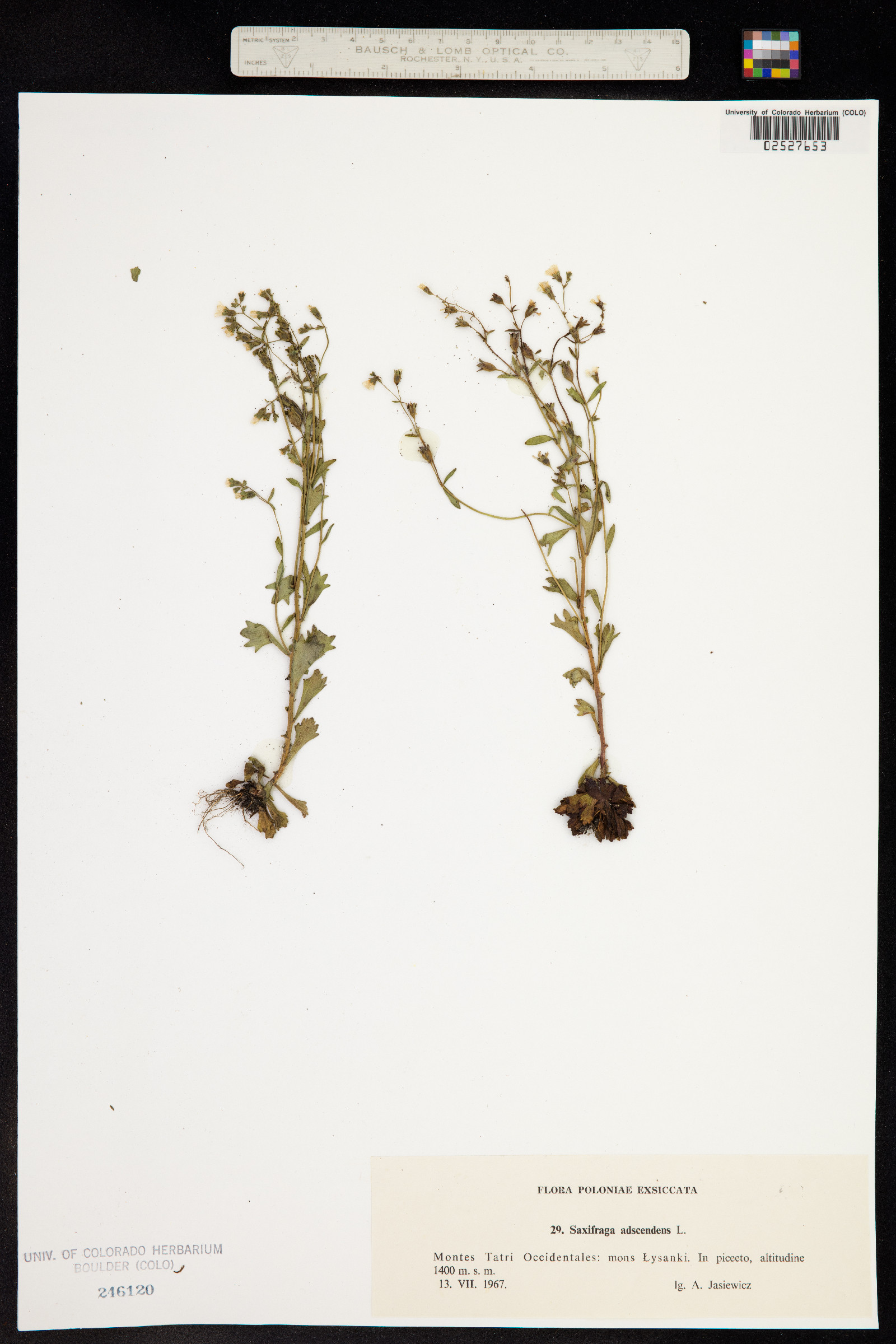 Saxifraga adscendens image