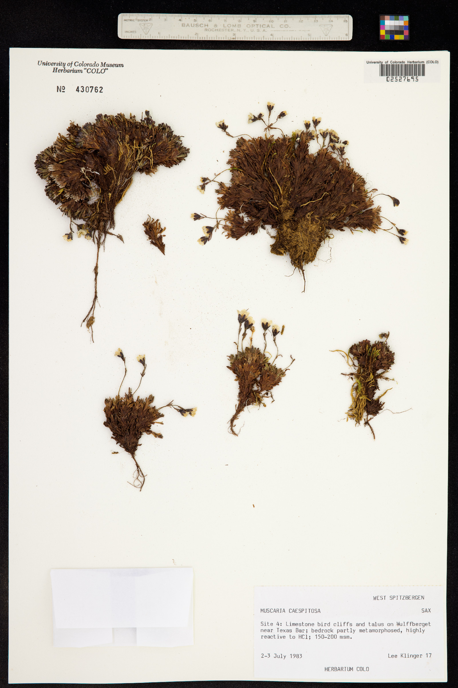 Saxifraga cespitosa image