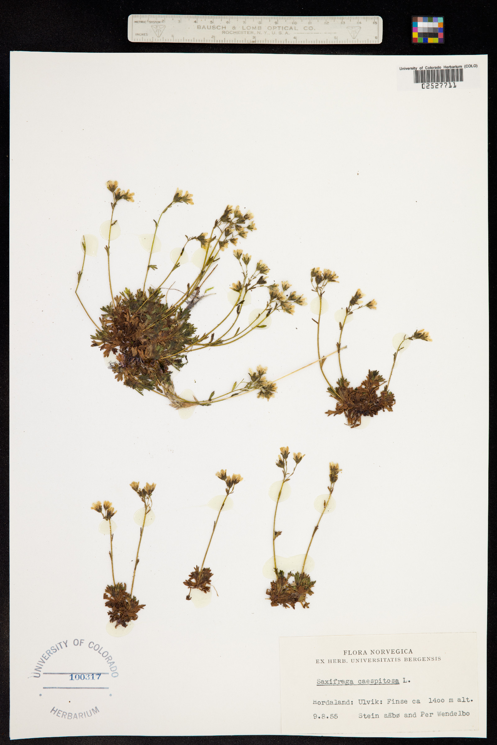 Saxifraga cespitosa image