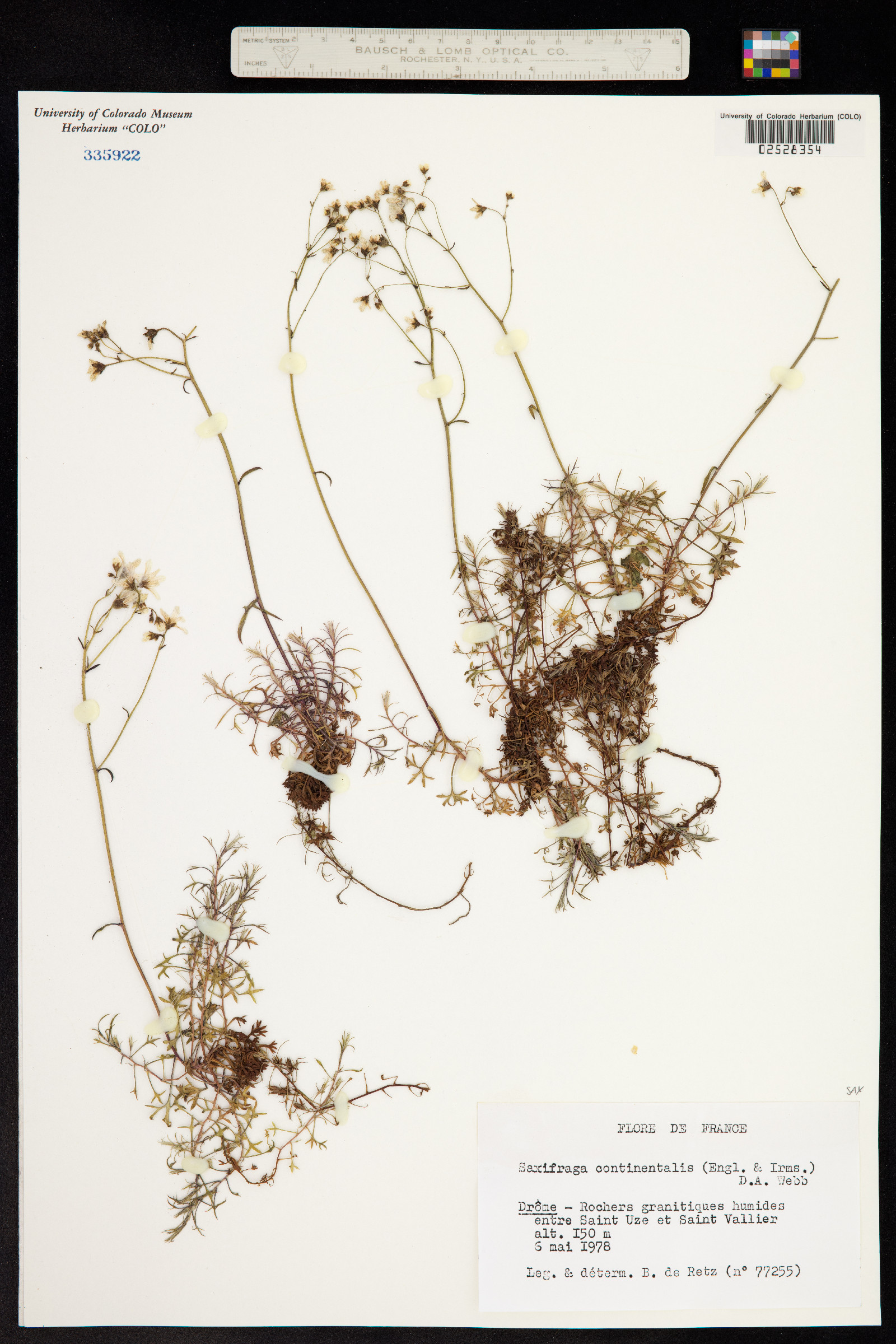 Saxifraga fragosoi image