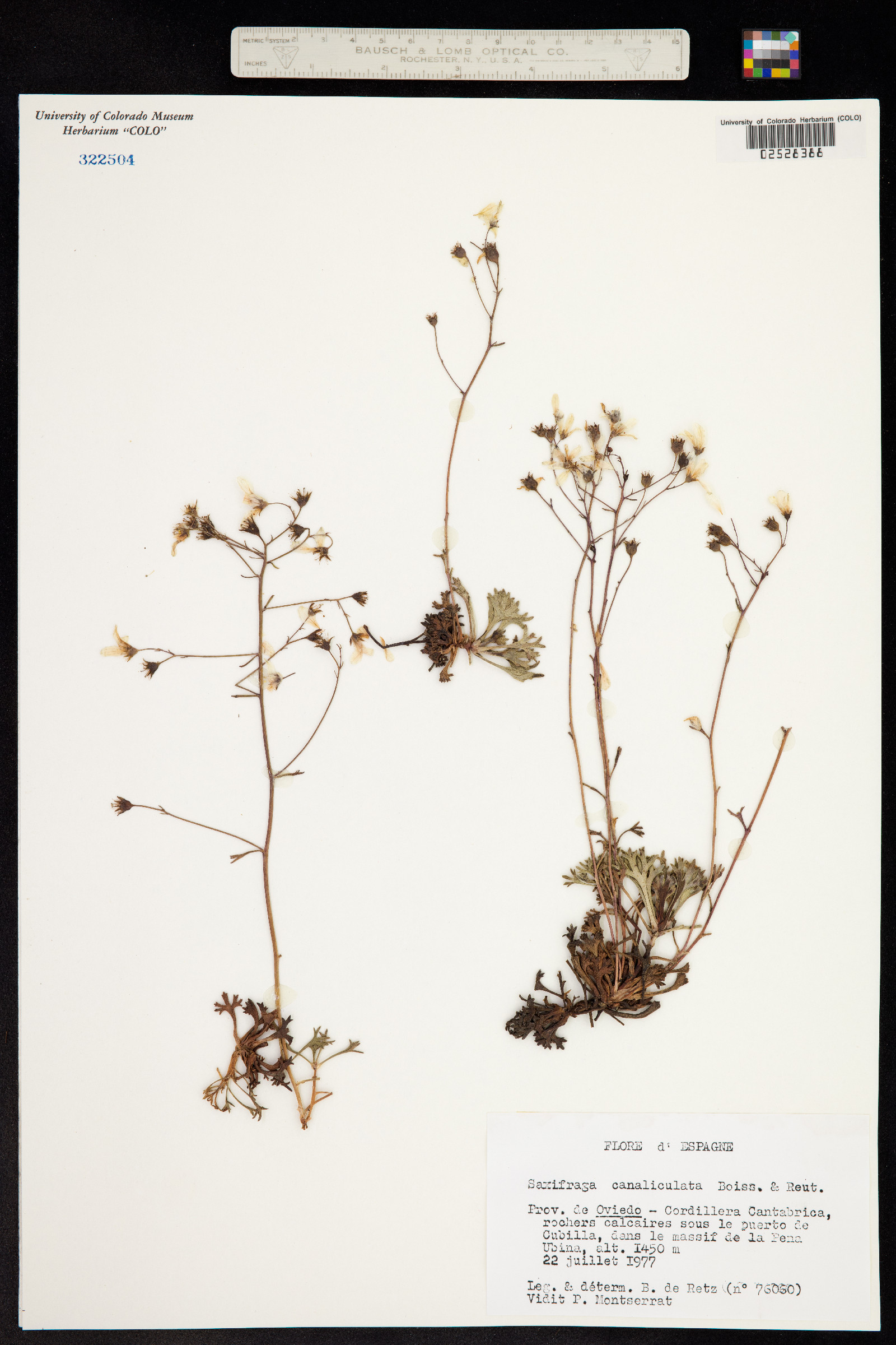Saxifraga canaliculata image