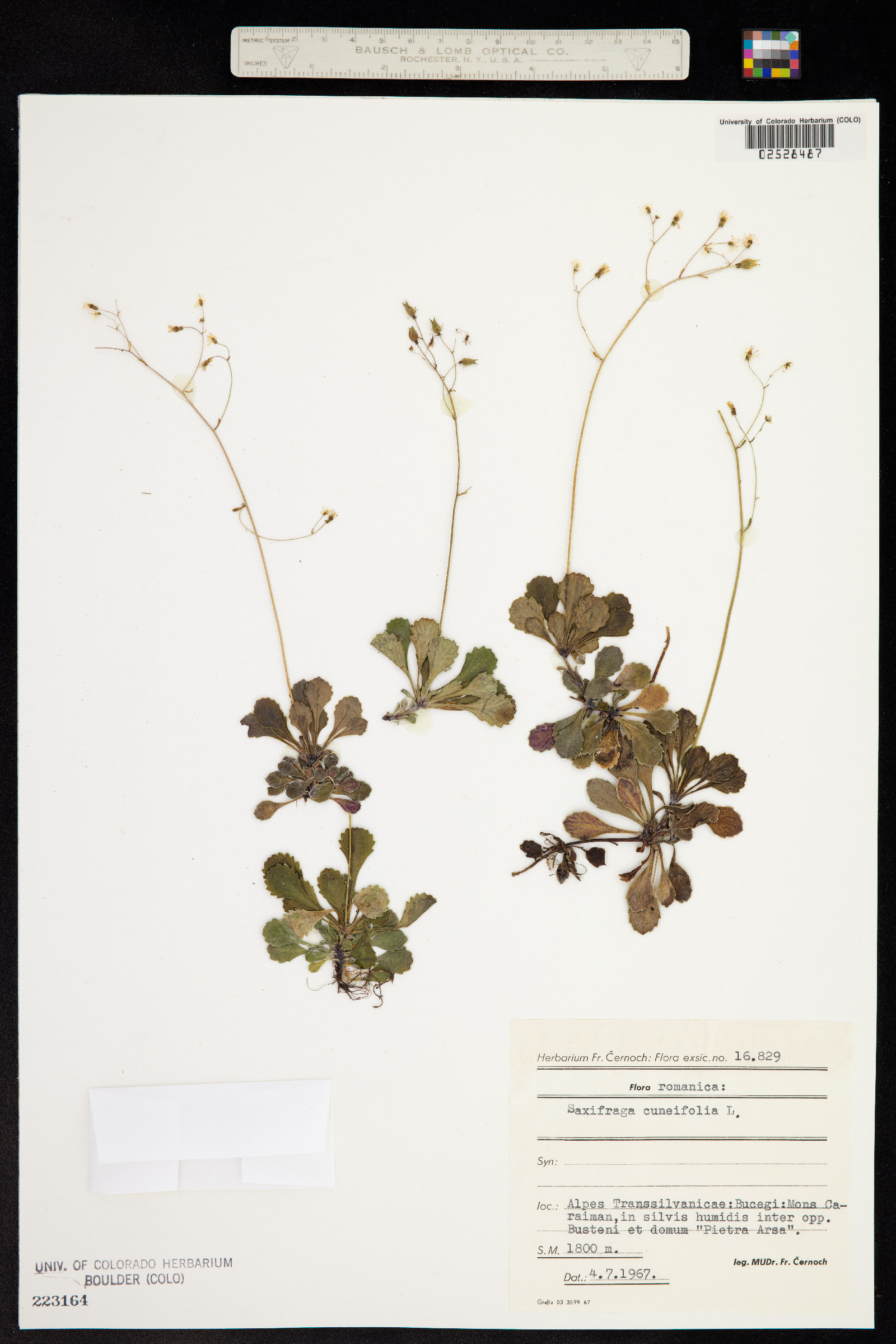 Saxifraga cuneifolia image