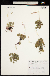 Saxifraga cuneifolia image