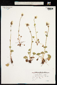 Saxifraga granulata image