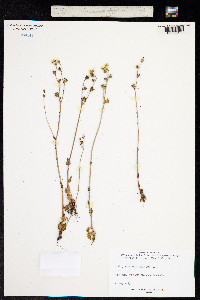 Saxifraga granulata image