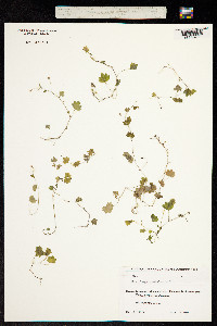 Saxifraga cymbalaria image