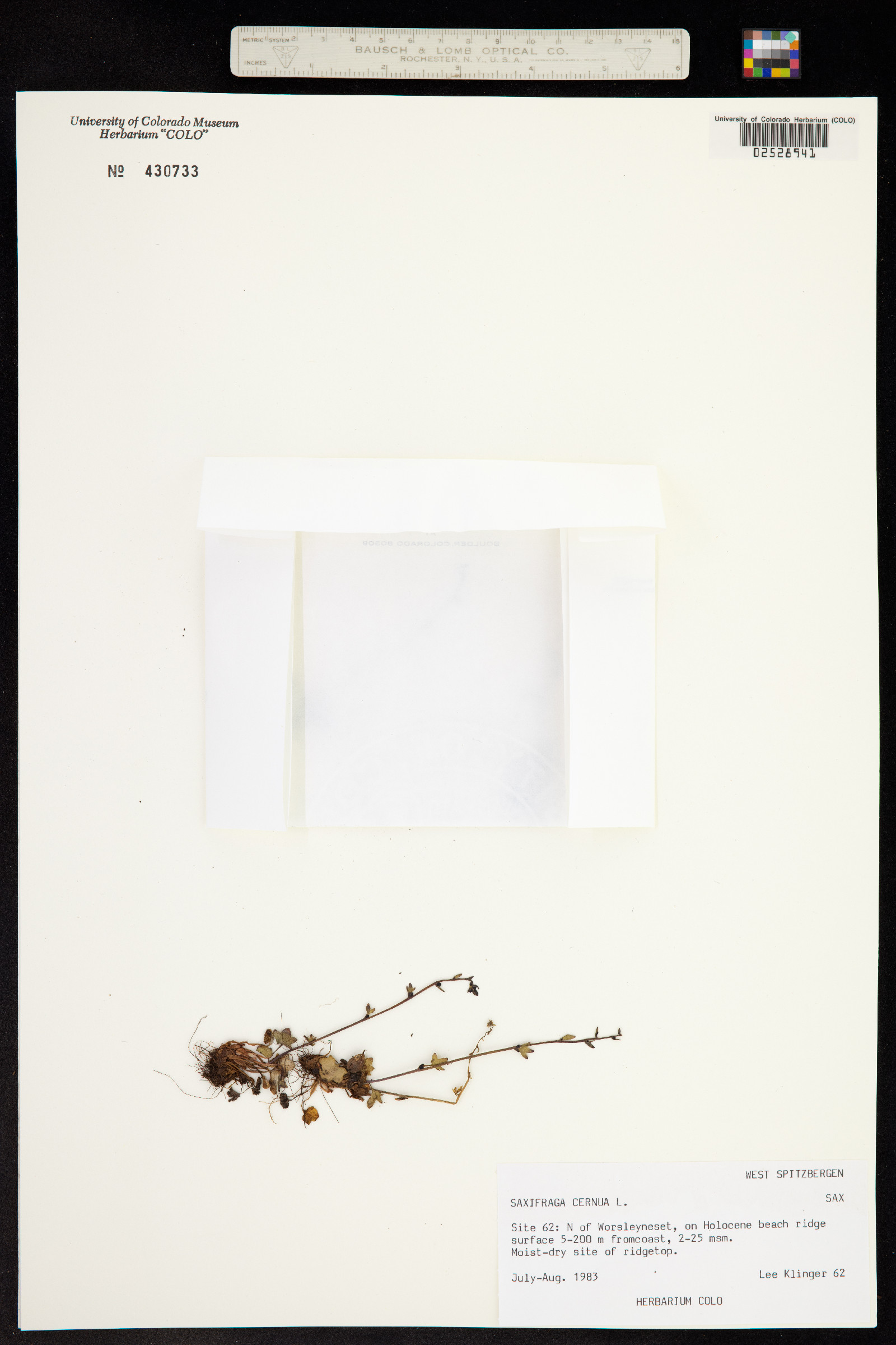 Saxifraga cernua image