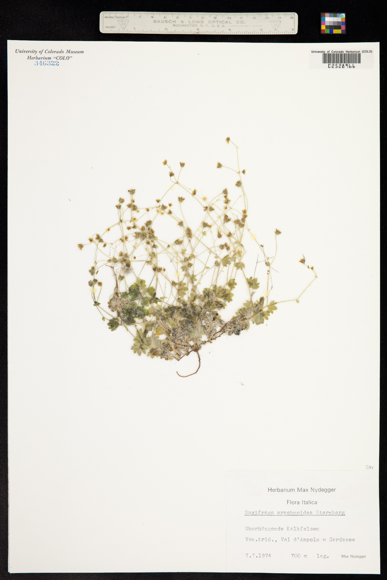 Saxifraga arachnoidea image