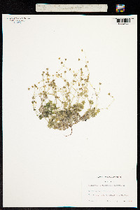 Saxifraga arachnoidea image
