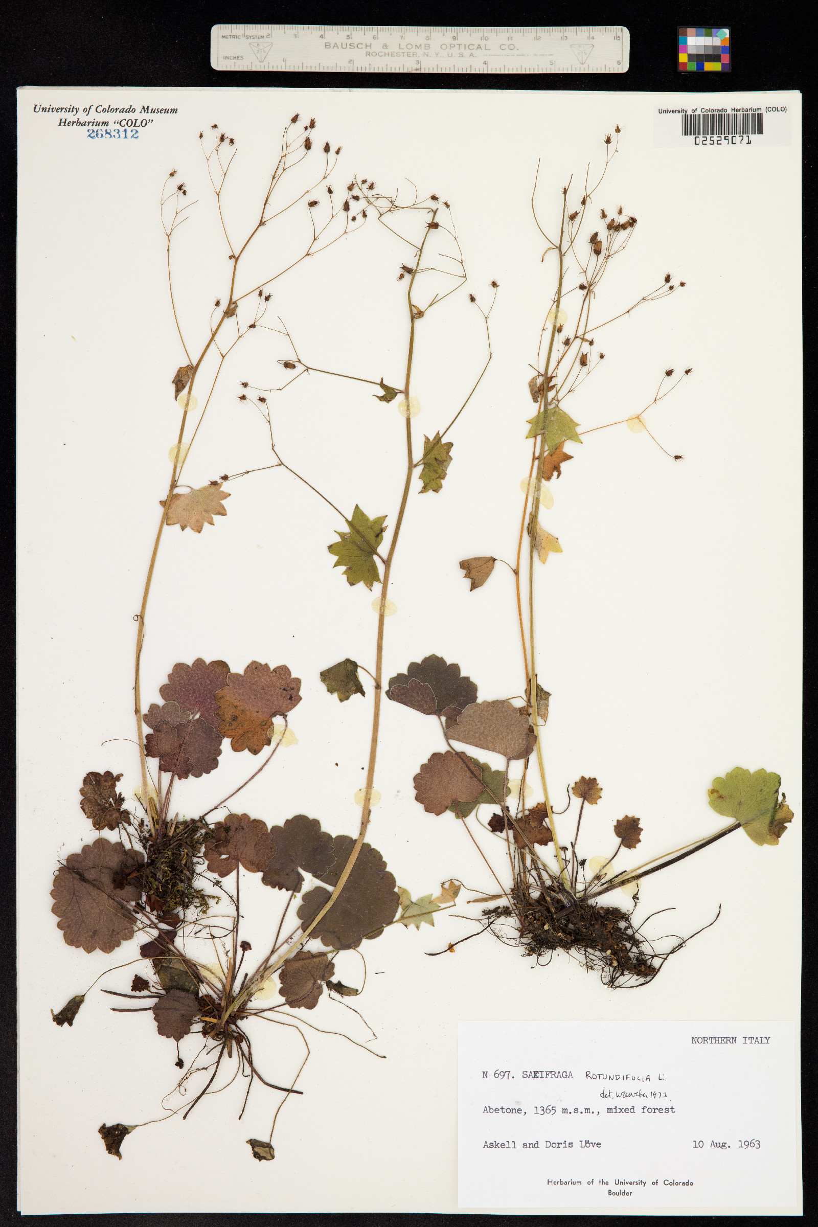 Saxifraga rotundifolia image