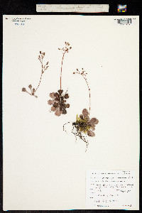 Saxifraga spathularis image