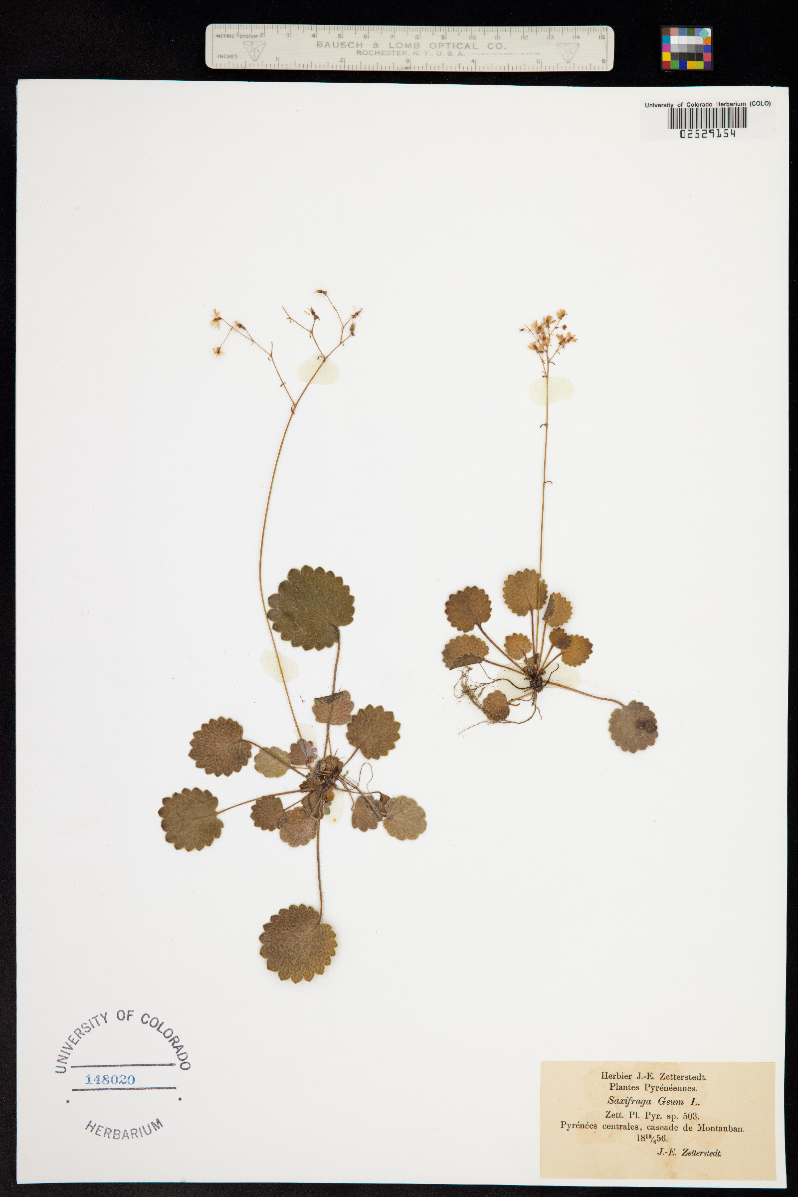 Saxifraga geum image