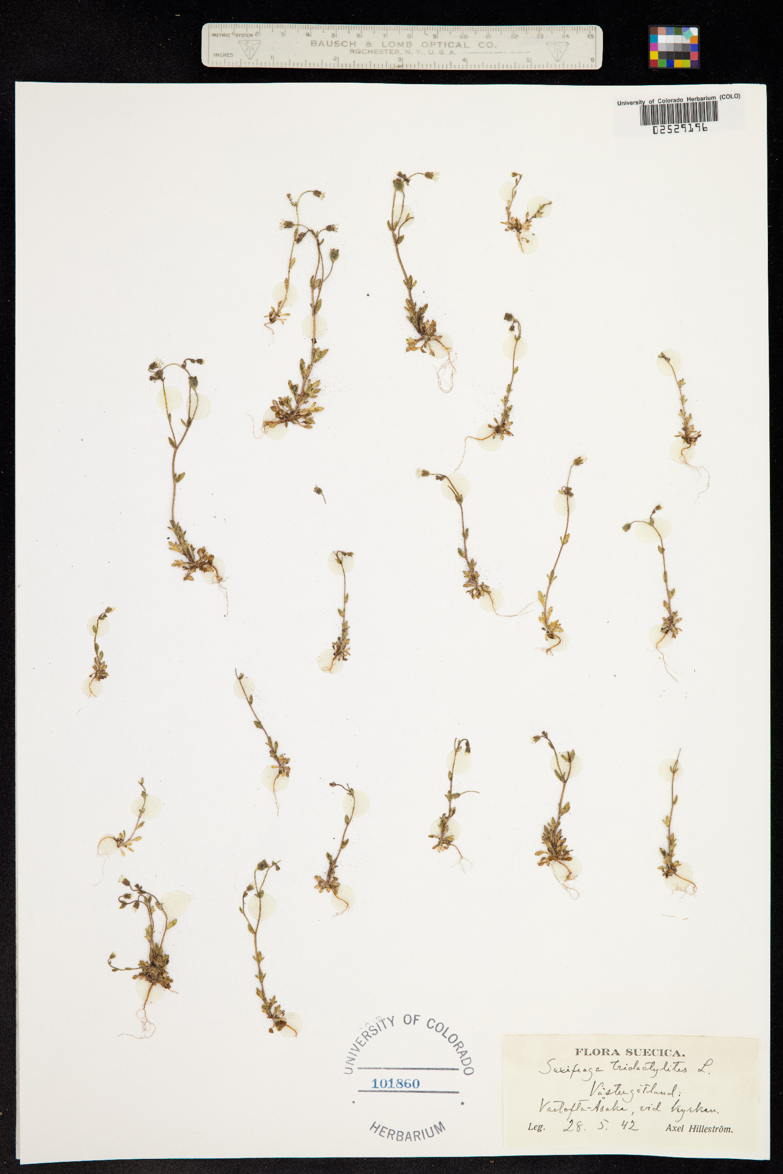 Saxifraga tridactylites image