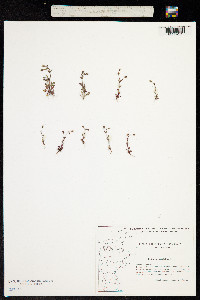Saxifraga tridactylites image