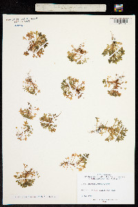 Image of Saxifraga tridactylites