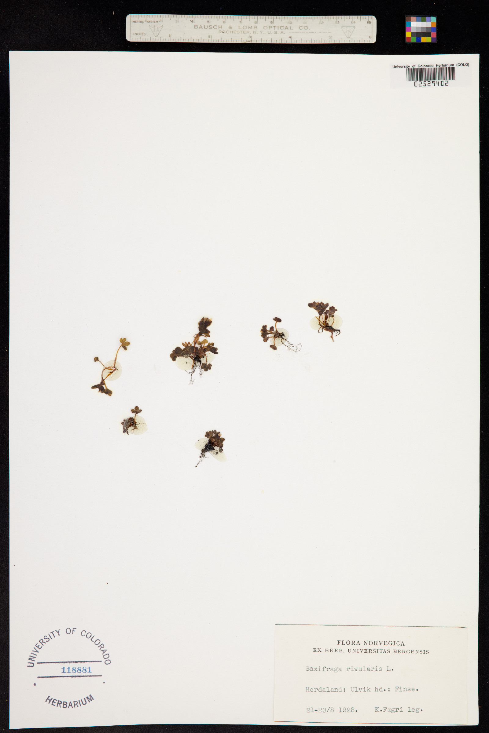 Saxifraga rivularis image