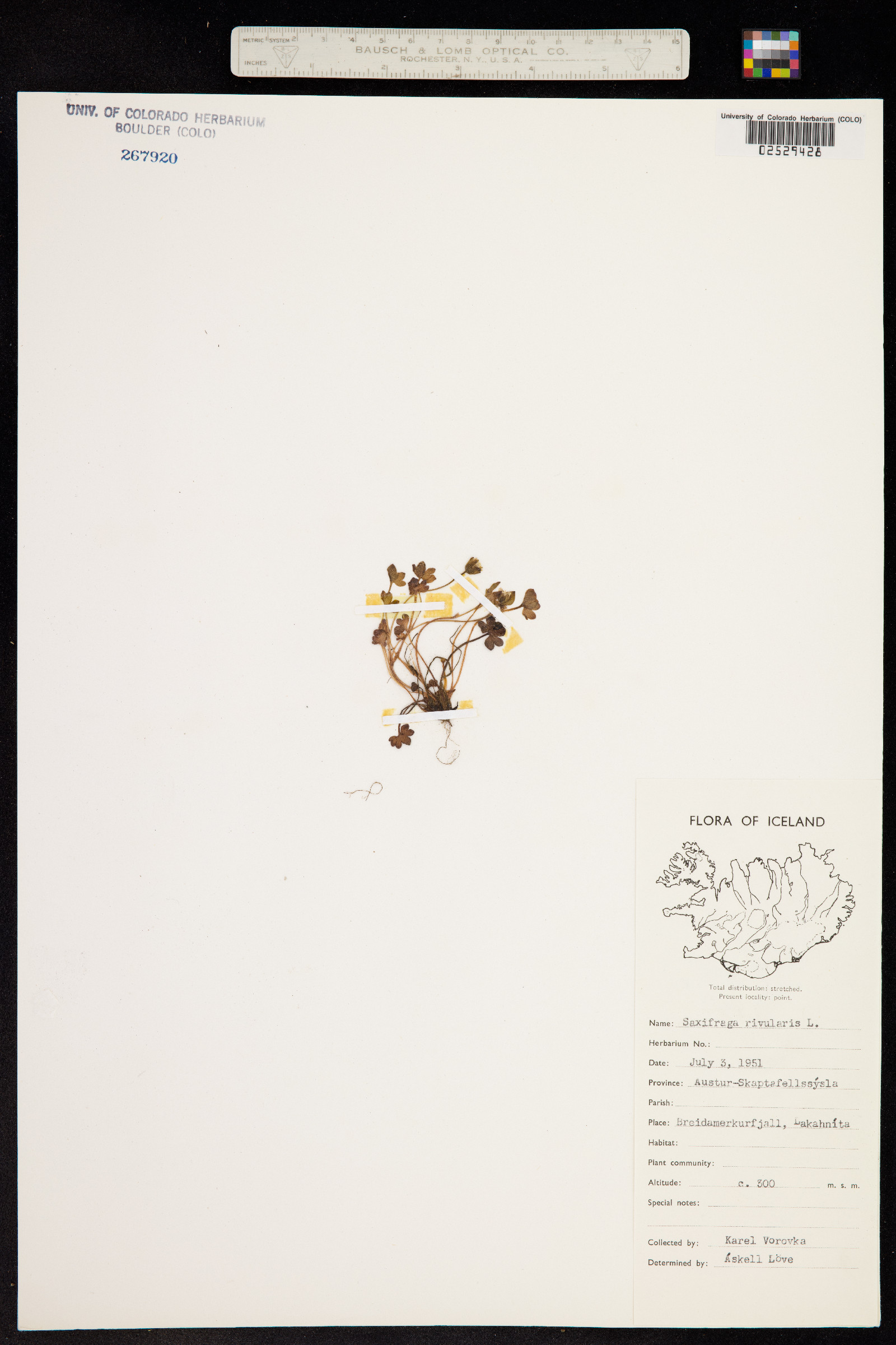 Saxifraga rivularis image