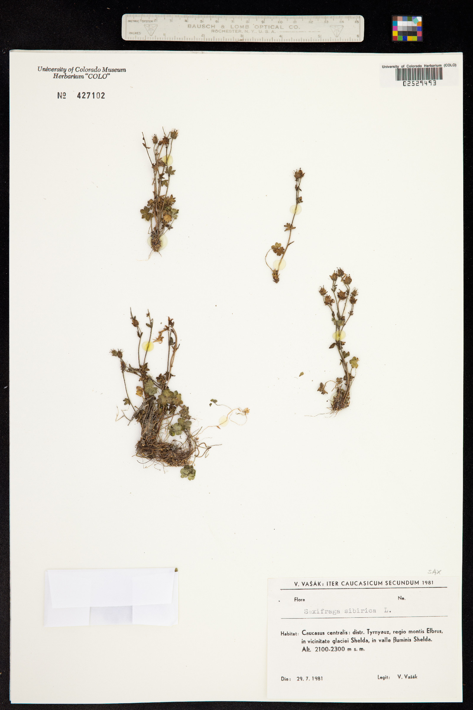 Saxifraga sibirica image