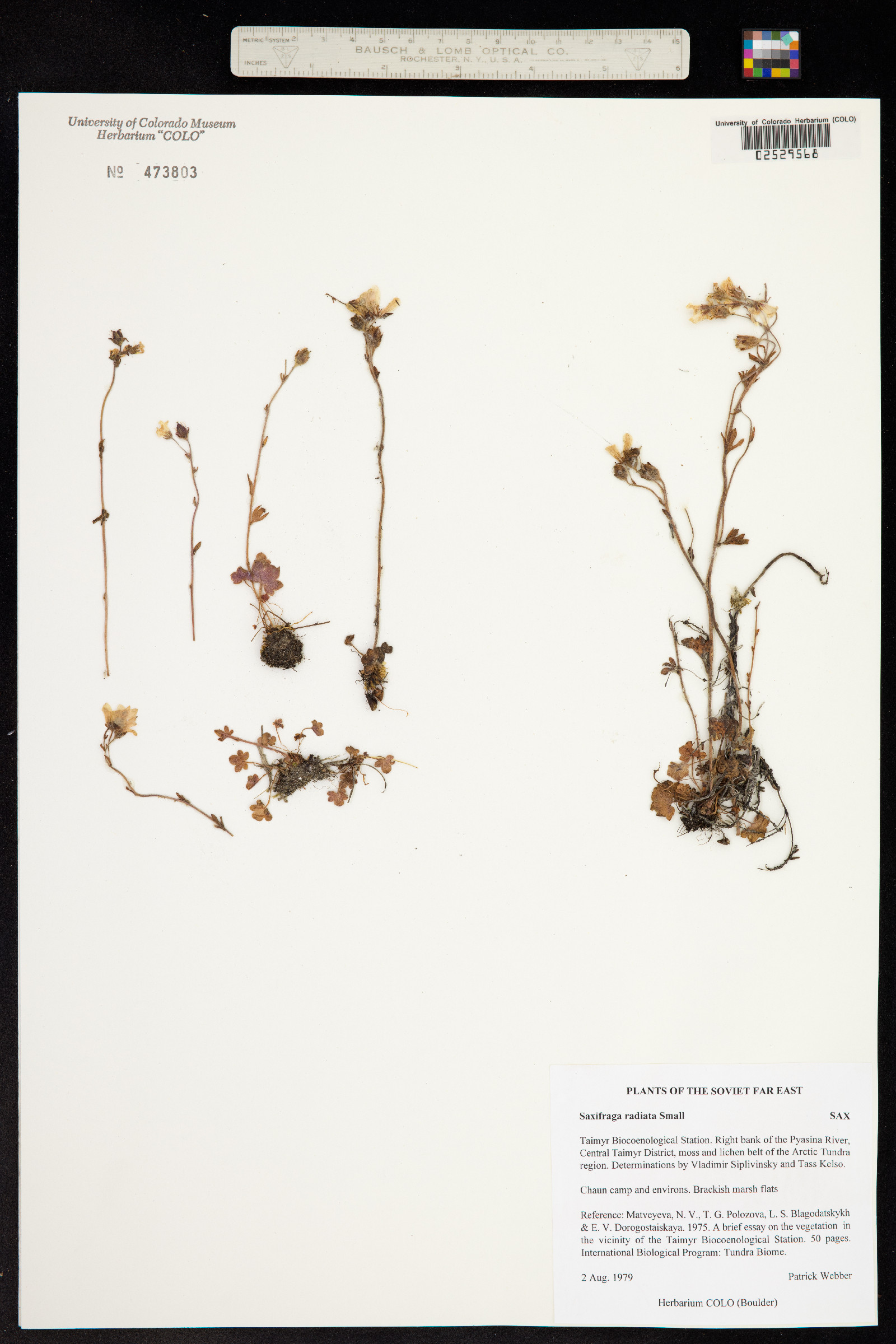 Saxifraga radiata image