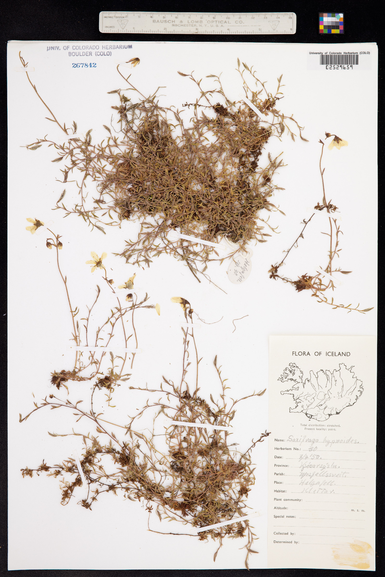 Saxifraga hypnoides image