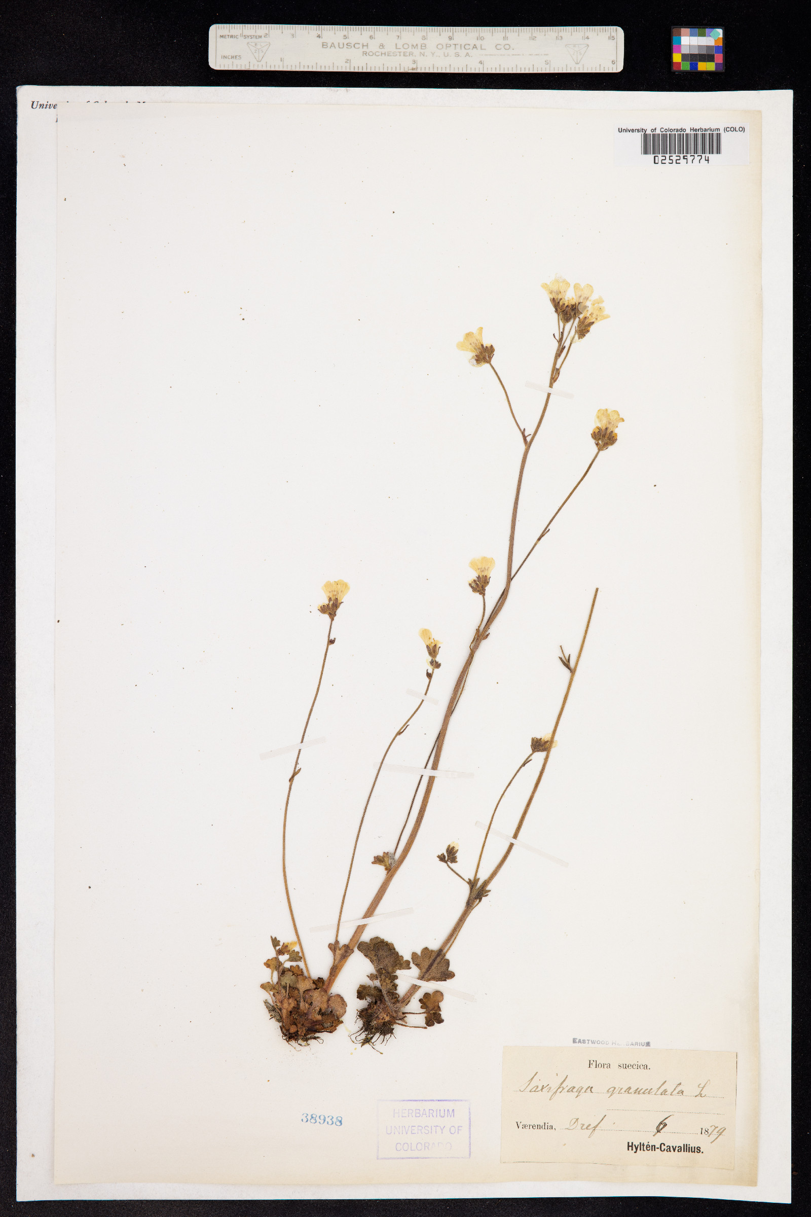 Saxifraga granulata image