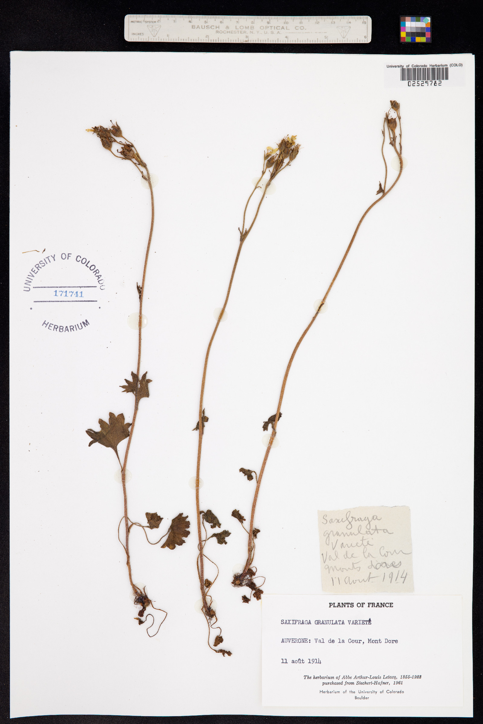 Saxifraga granulata image