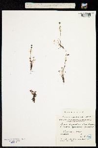 Saxifraga hyperborea image