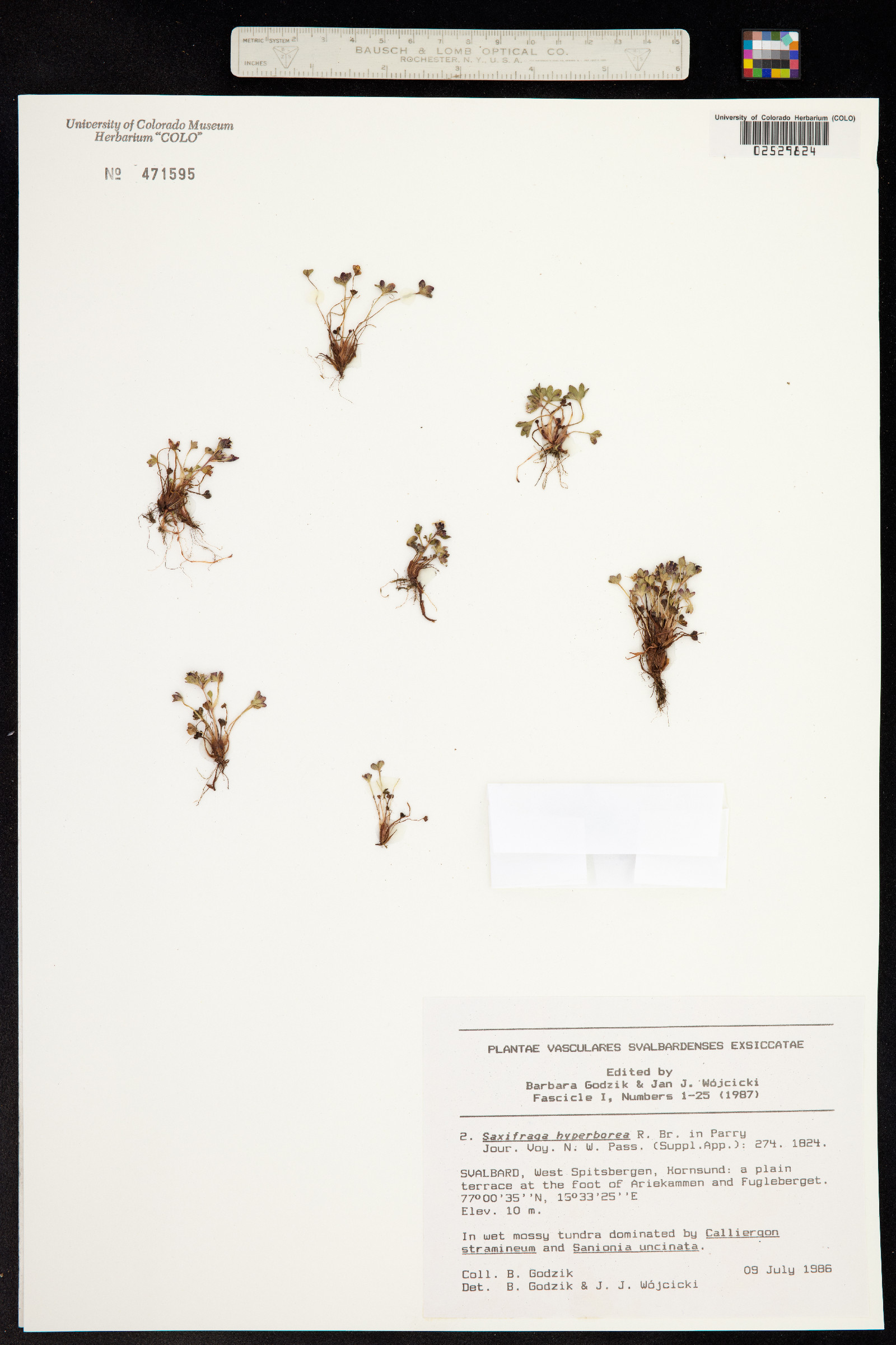 Saxifraga hyperborea image