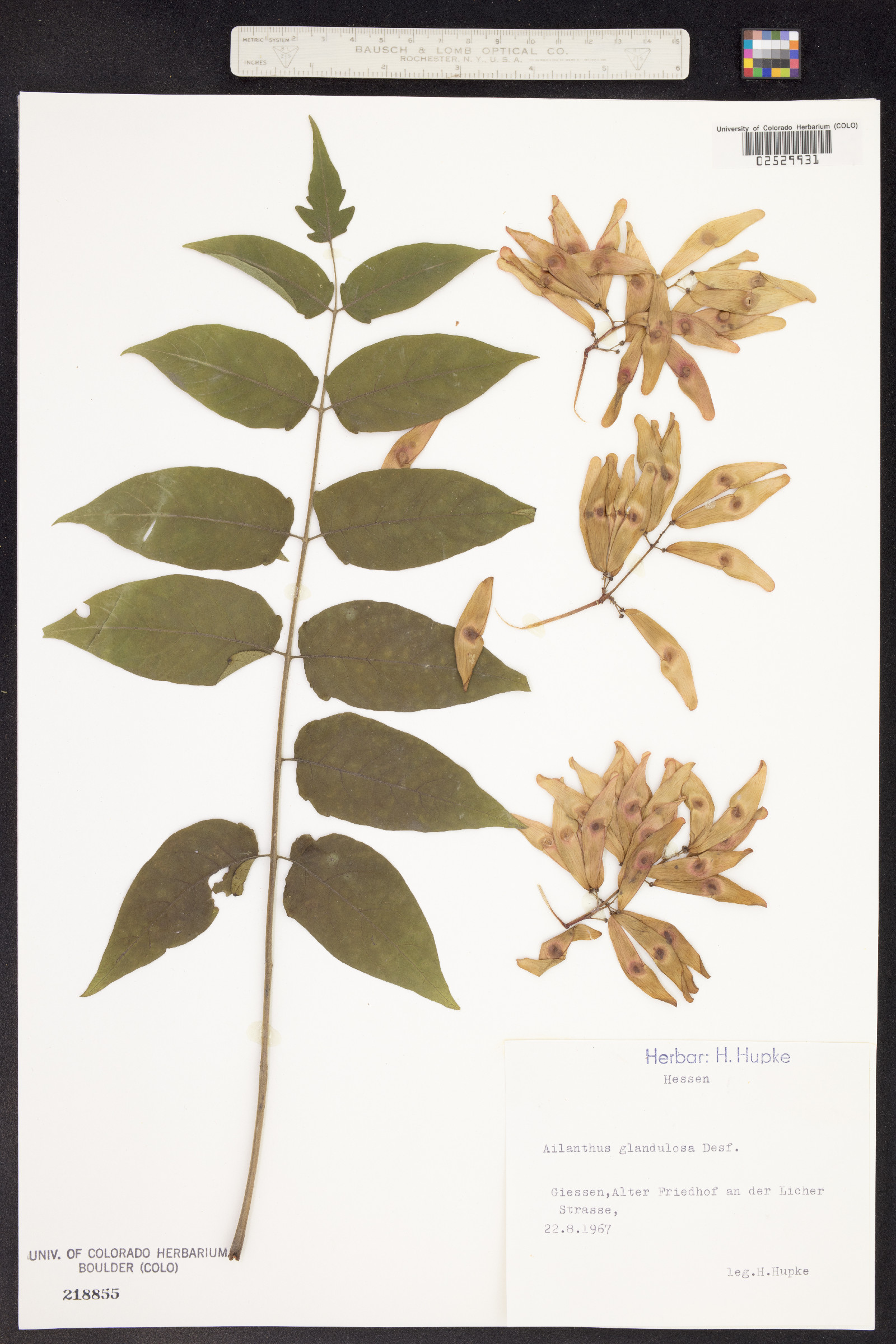 Ailanthus altissima image