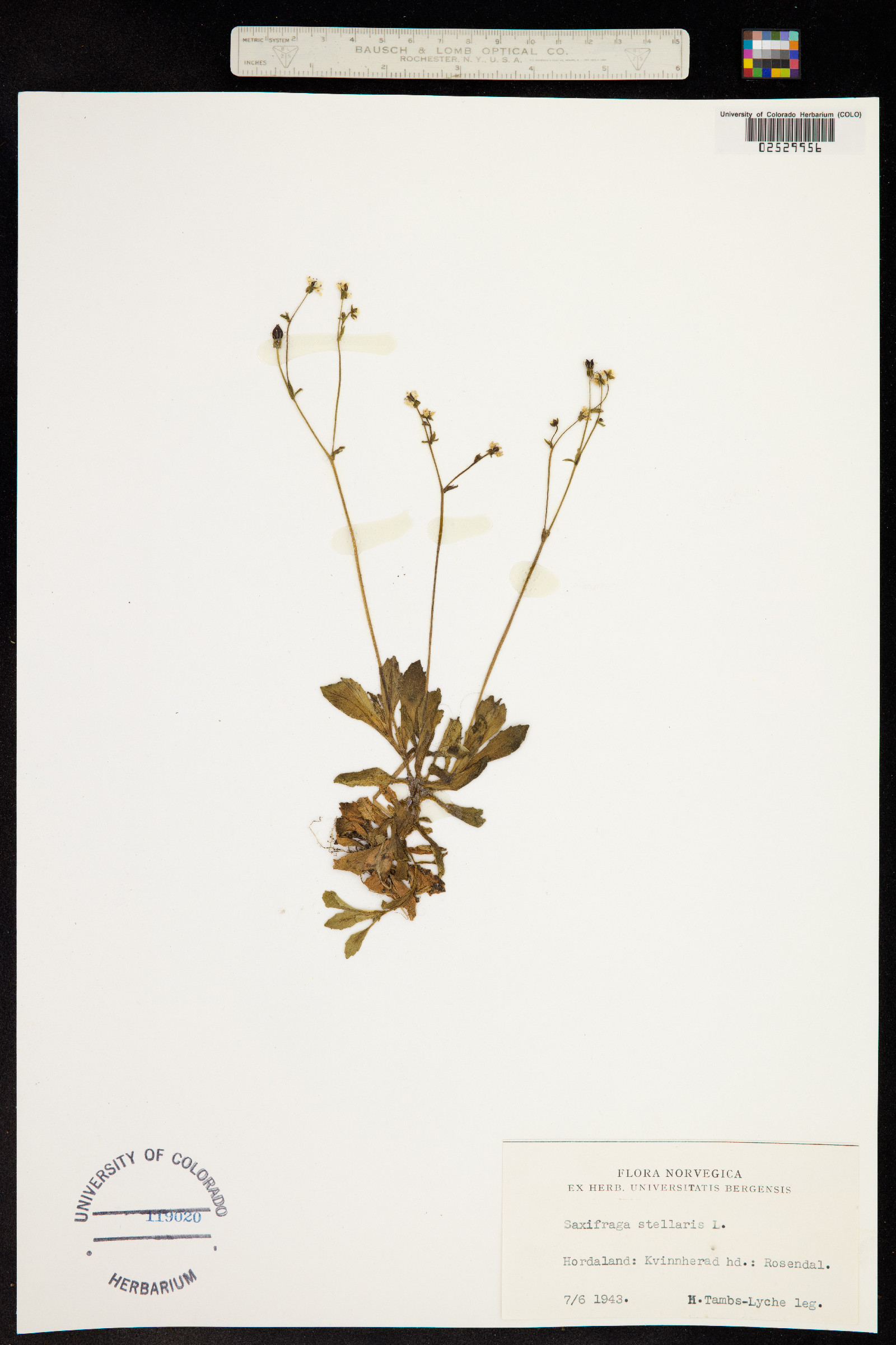 Micranthes stellaris image