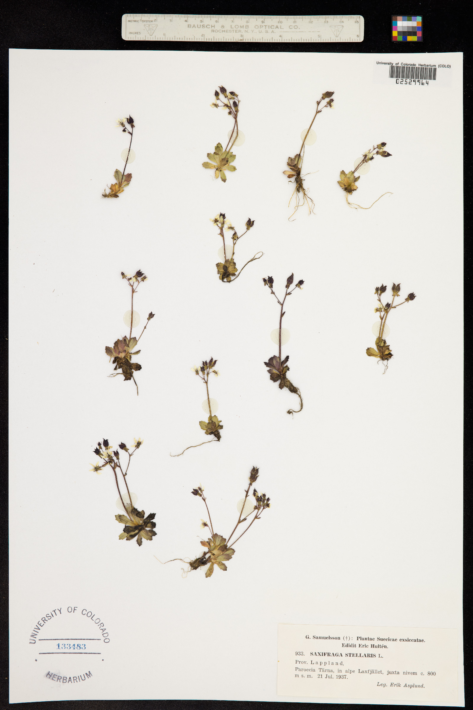 Micranthes stellaris image