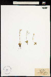 Micranthes stellaris image