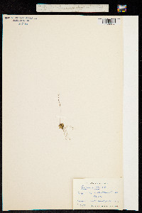 Spatularia foliolosa image