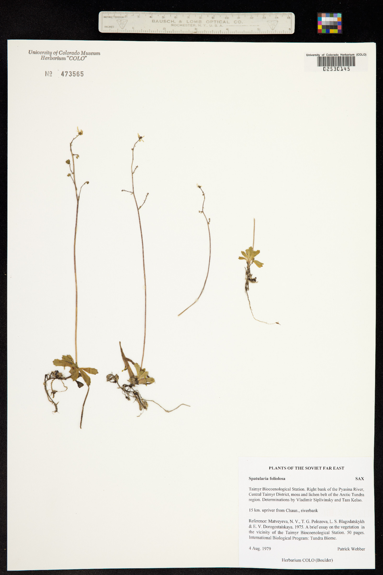 Spatularia foliolosa image