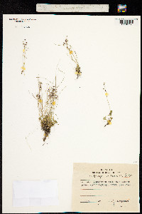 Micranthes nudicaulis image