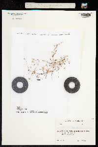 Saxifraga tridactylites image