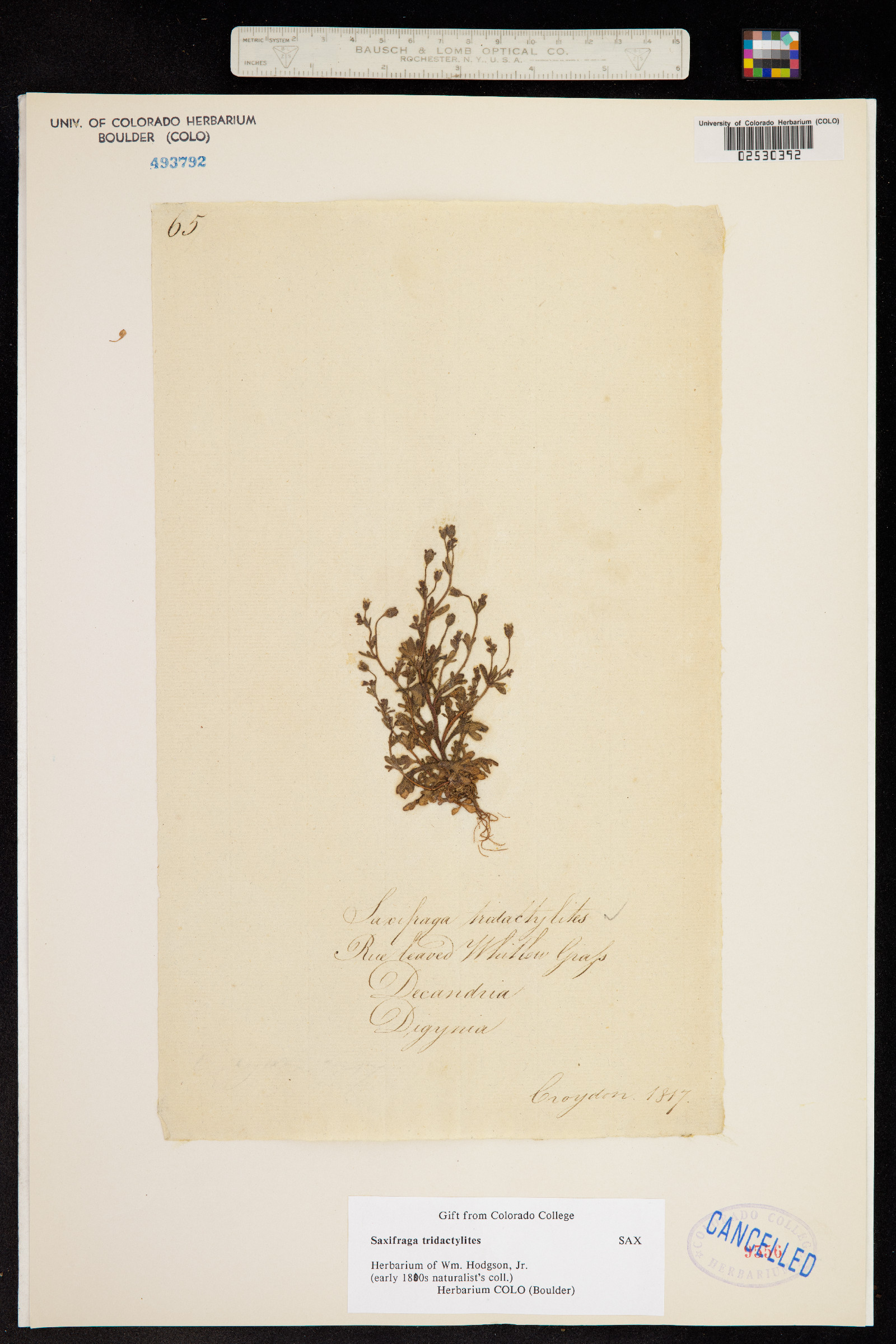 Saxifraga tridactylites image