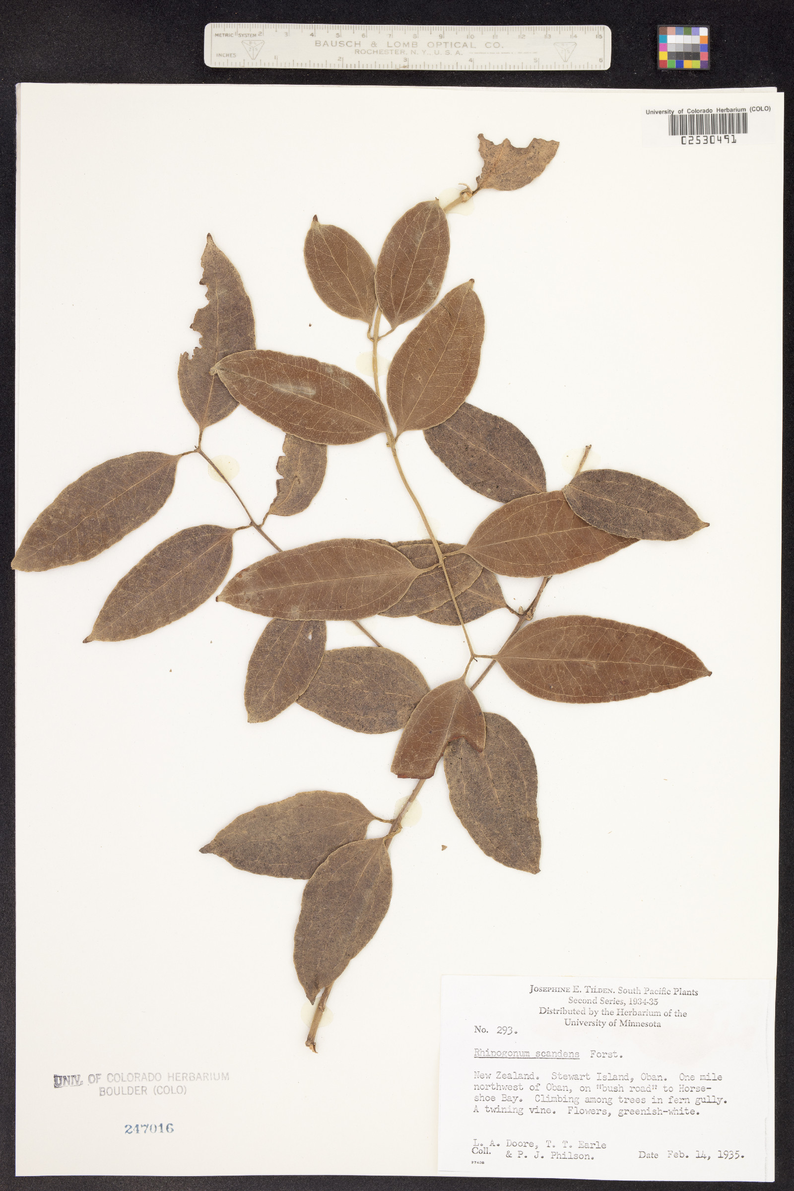 Ripogonaceae image