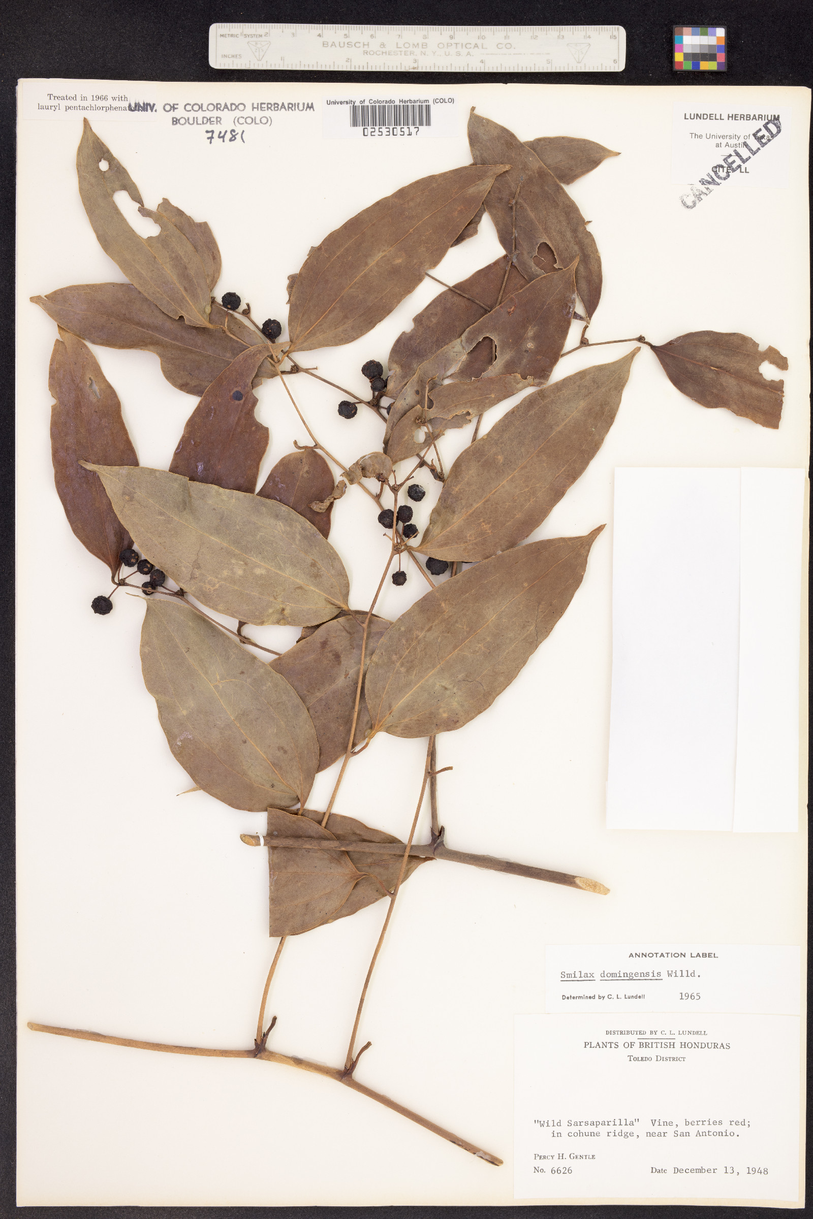 Smilax domingensis image