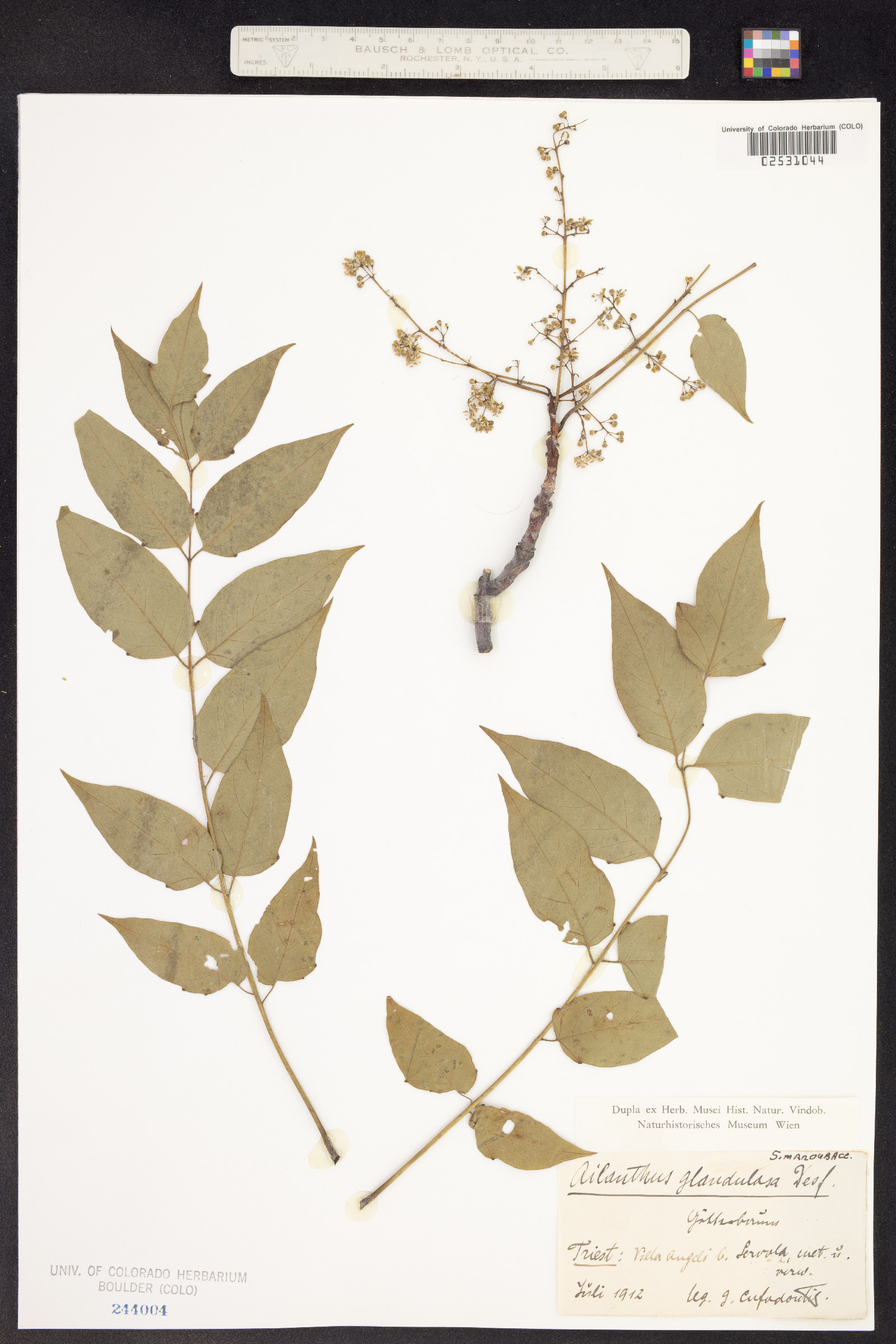 Ailanthus altissima image