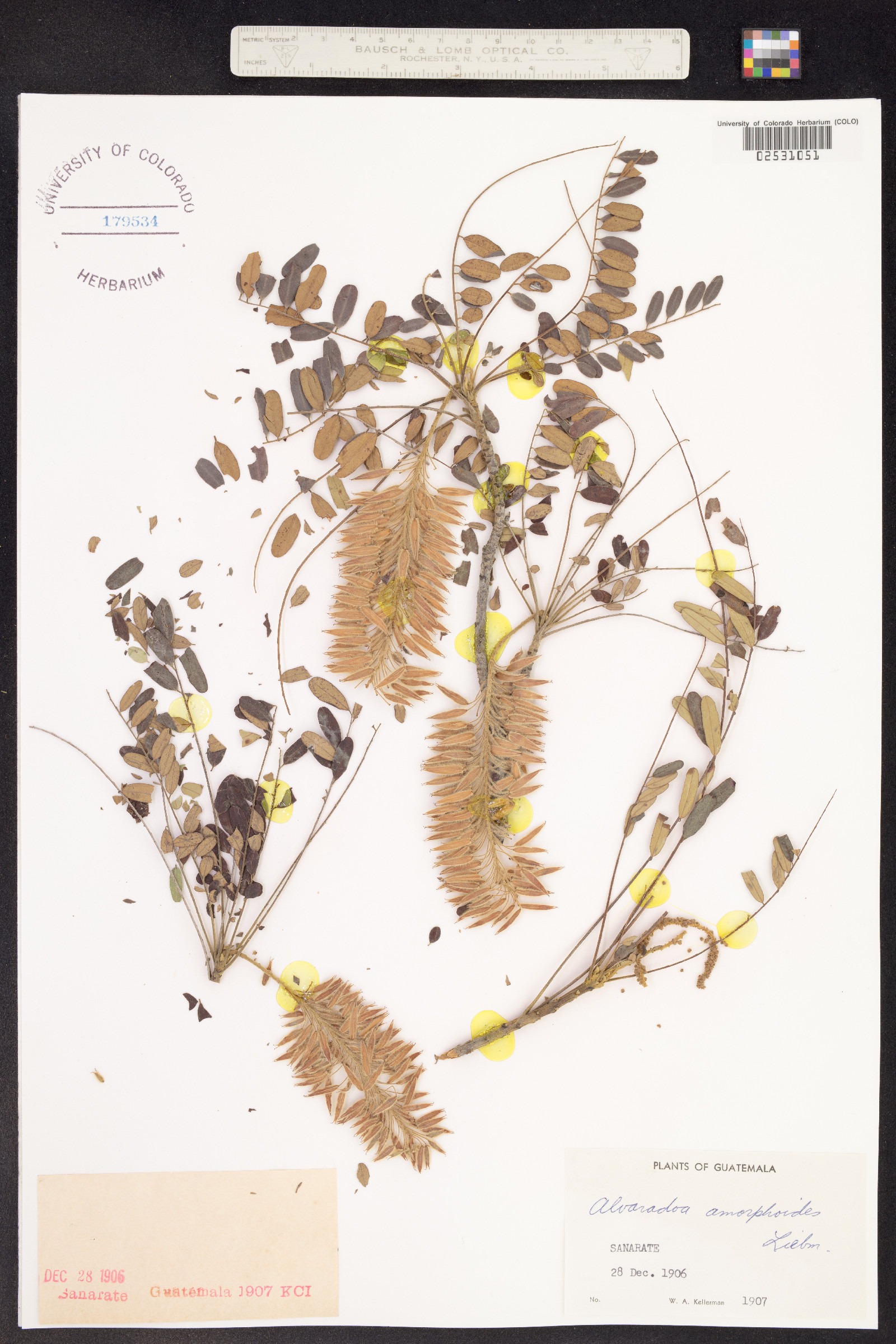 Picramniaceae image
