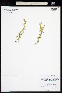 Image of Calibrachoa ovalifolia
