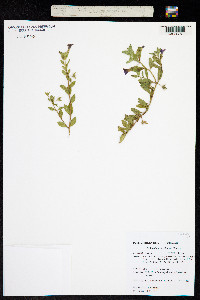 Image of Calibrachoa linoides