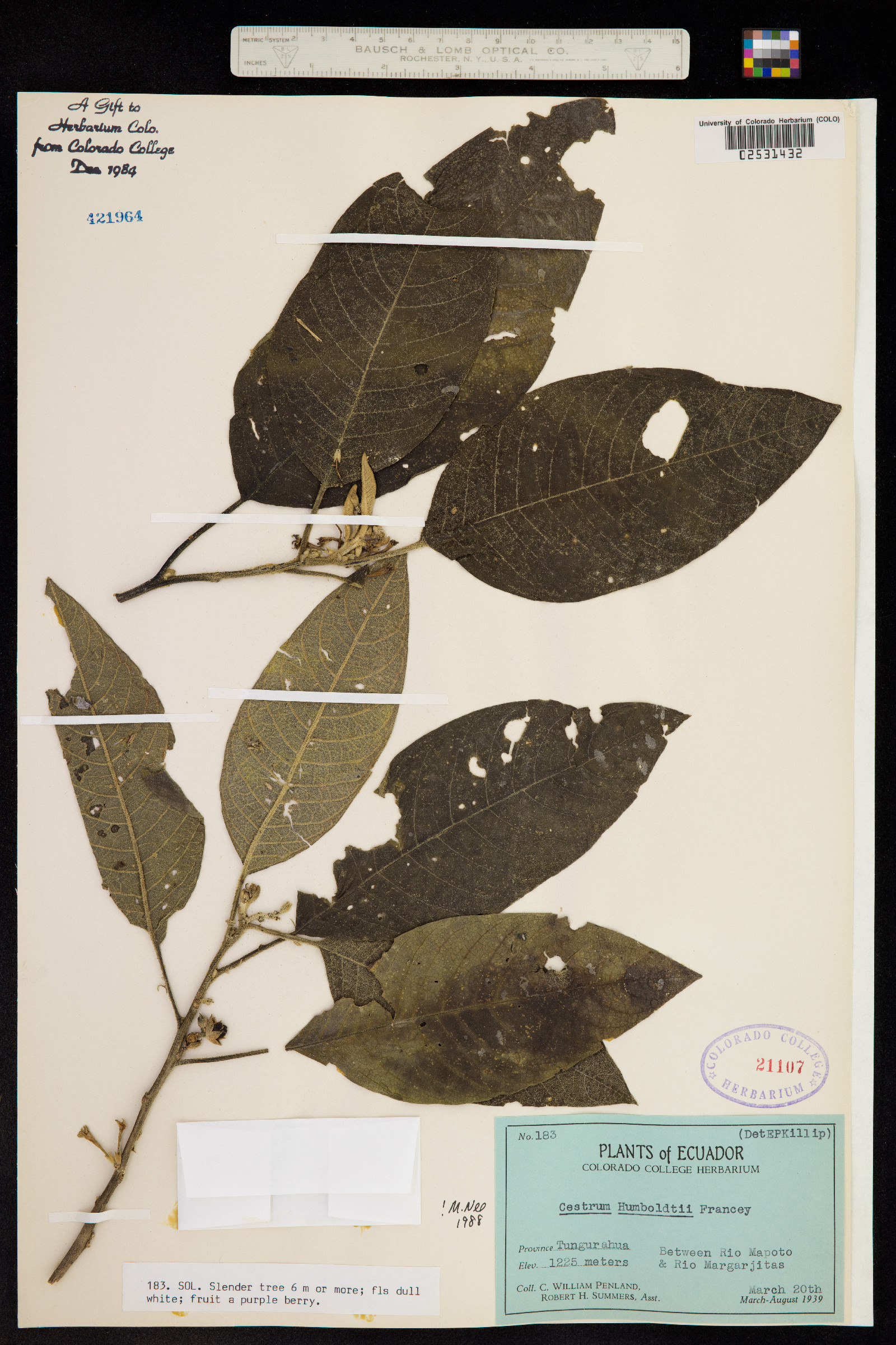 Cestrum humboldtii image