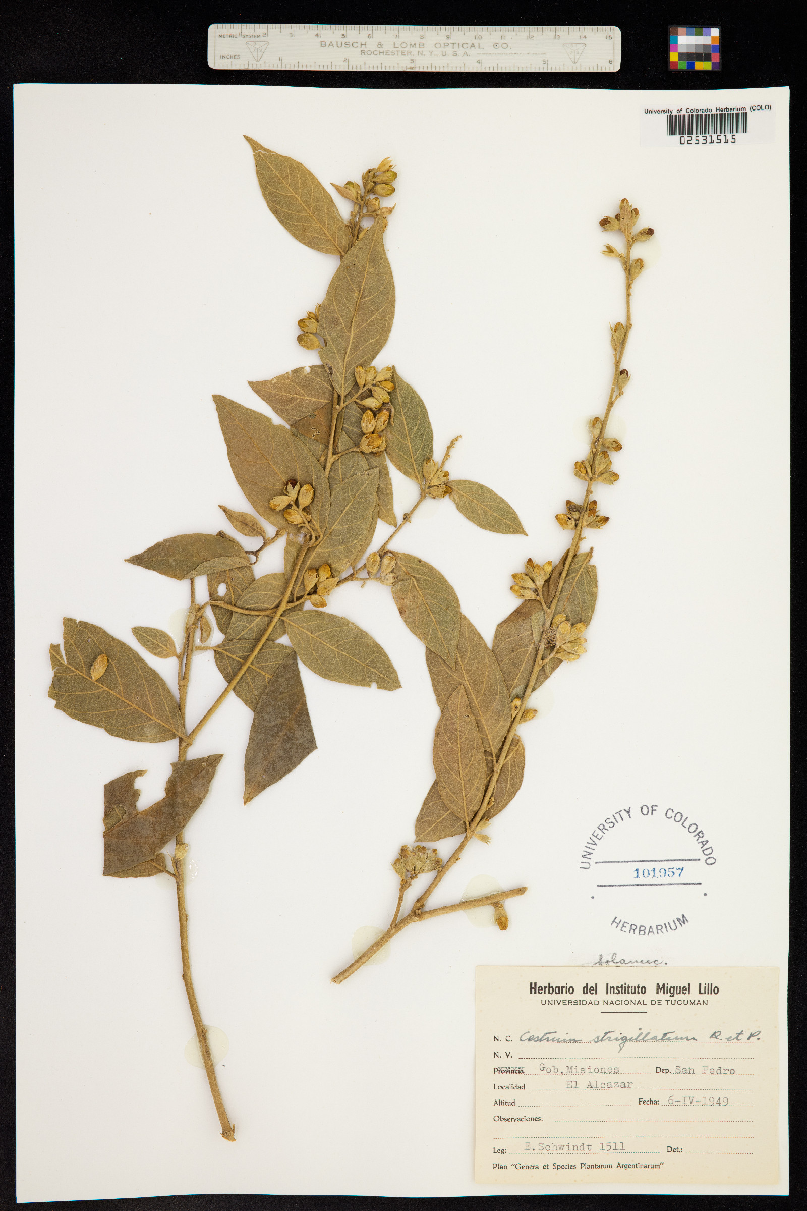 Cestrum strigilatum image