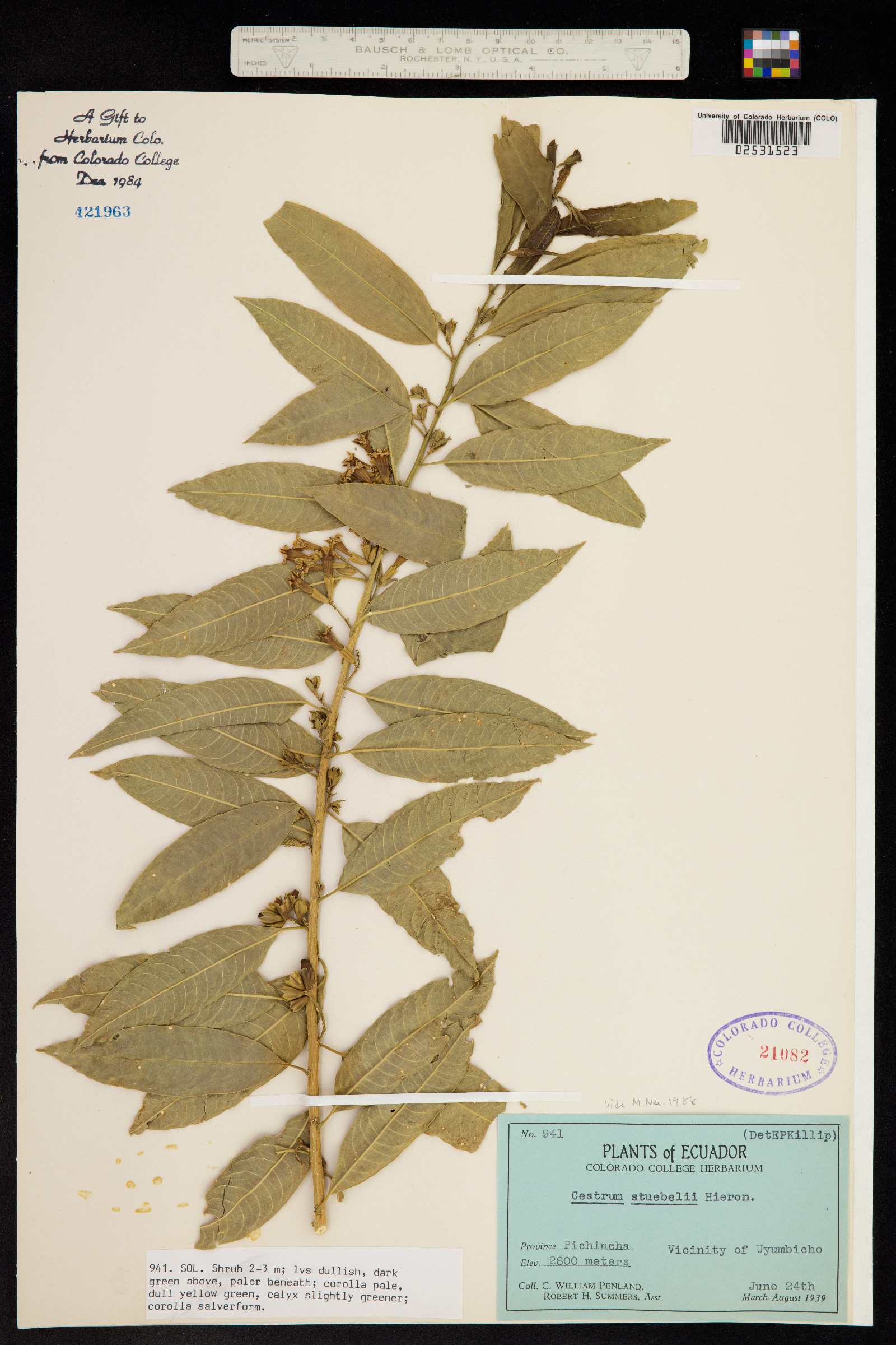 Cestrum stuebelii image