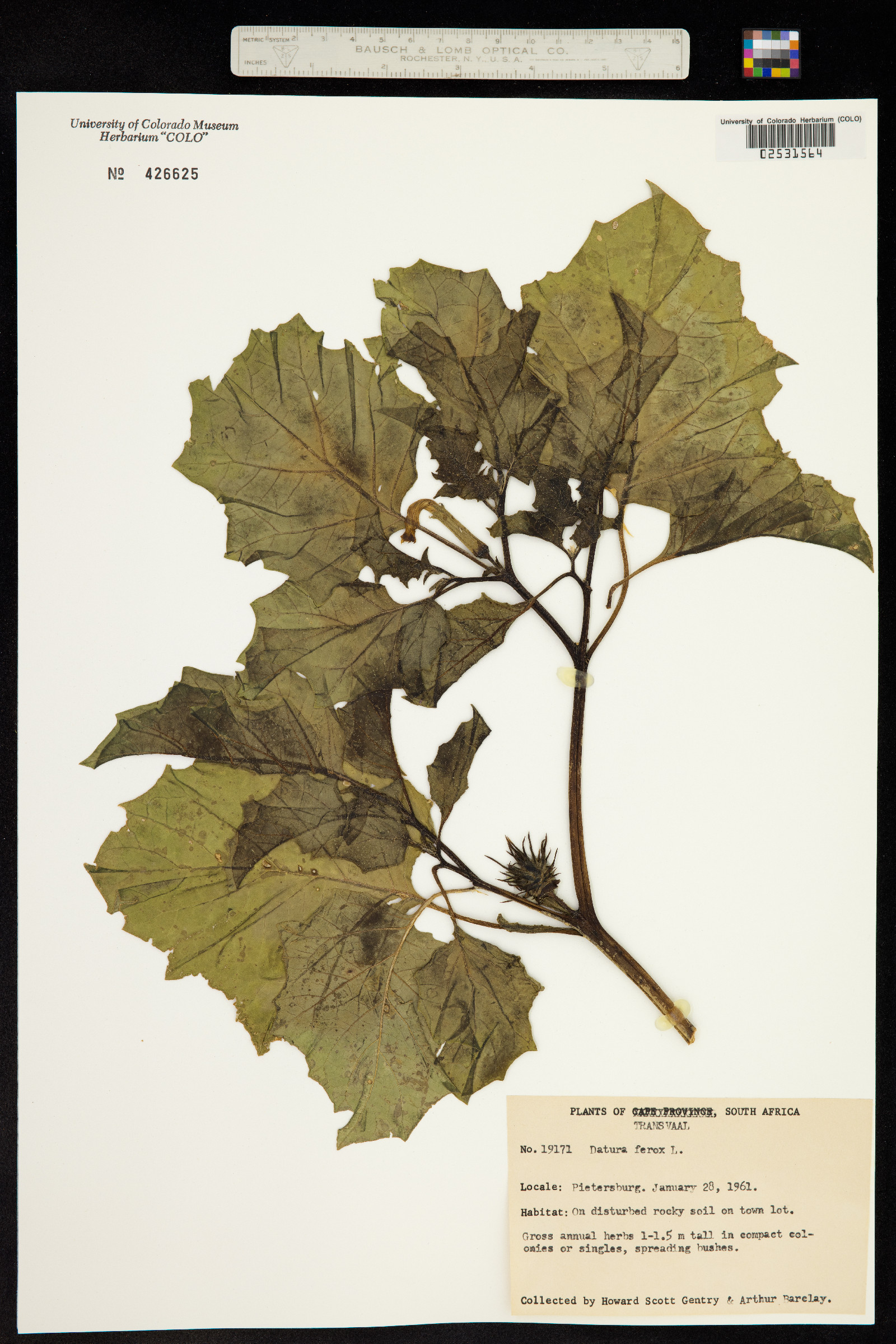 Datura quercifolia image