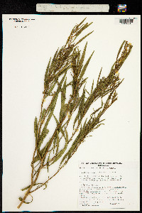 Image of Duboisia hopwoodii