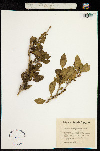 Image of Dunalia brachyacantha